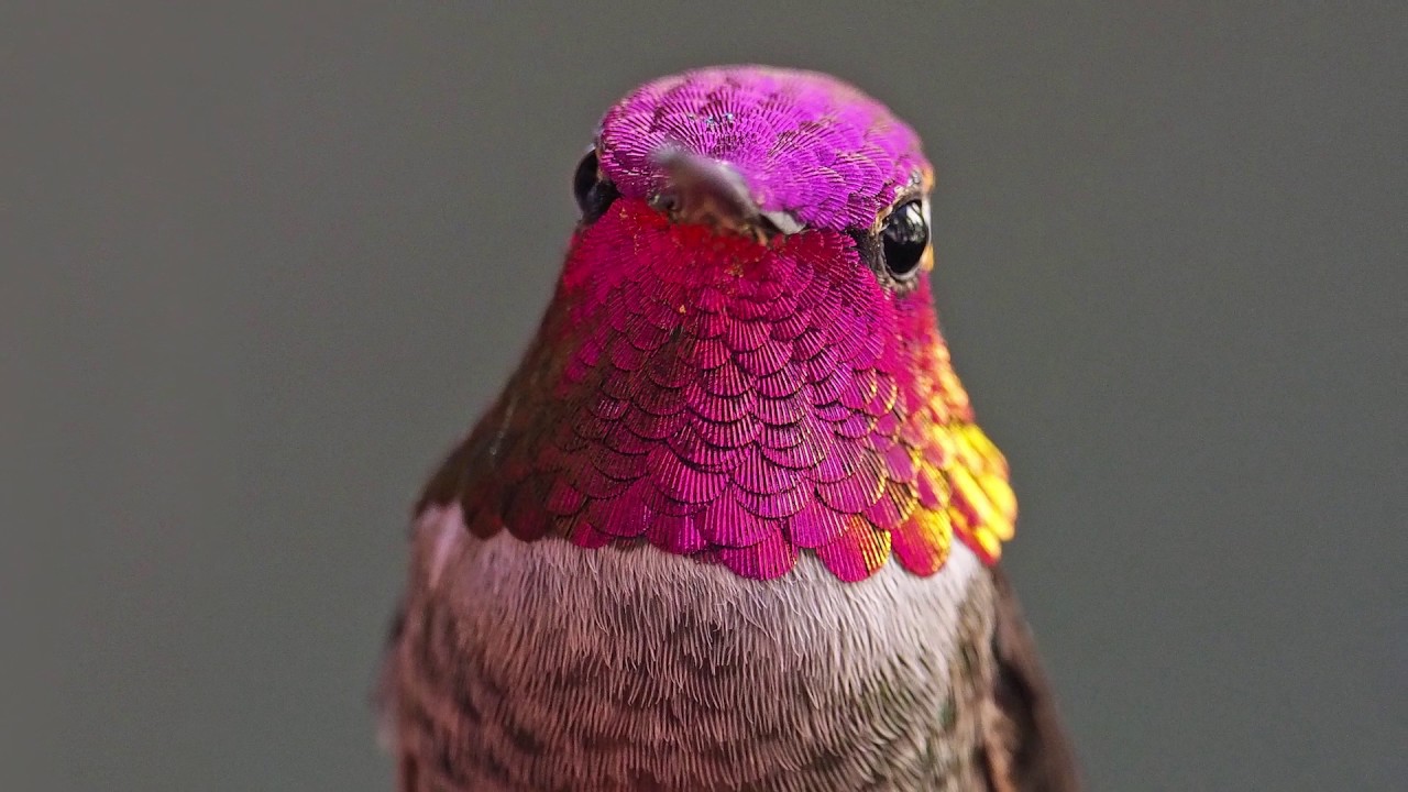 The Hummingbird Whisperer