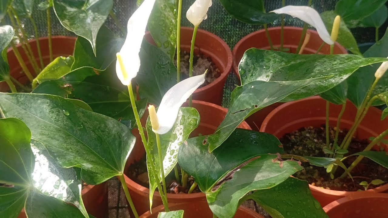 ව්‍යාපාරික ඇන්තූරියන් වගාව නම් ඉතින් කාව තමයි