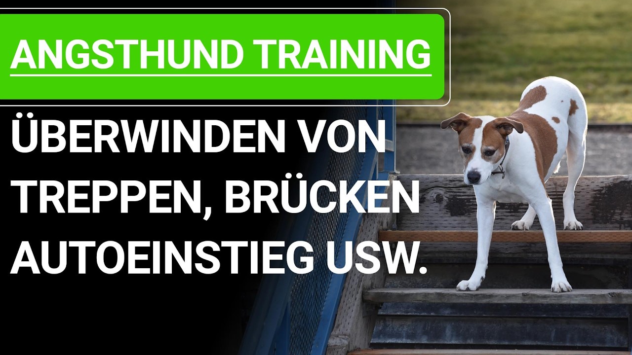 💥🐶 Angst beim Hund ➡️ Angsthunde trainieren für Treppen, Autoeinstieg, Brücken usw. 🐶💥✔️