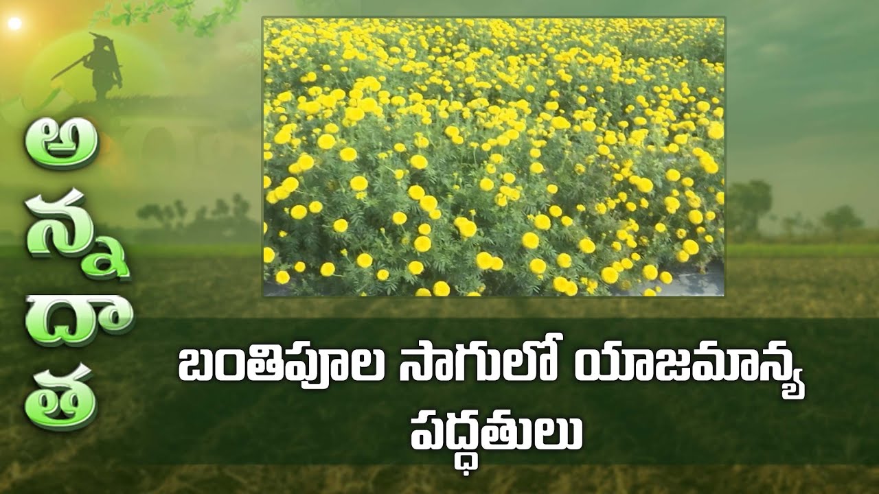 Marigold farming tips | బంతిపూల సాగులో యాజమాన్య పద్ధతులు | ETV Telugu
