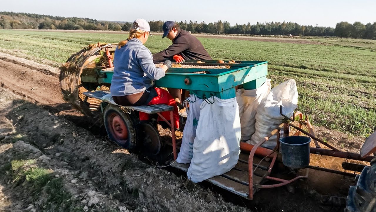 RODZINNE WYKOPKI ZIEMNIAKÓW 2023 - SAMRO Spezial z lat 60-tych