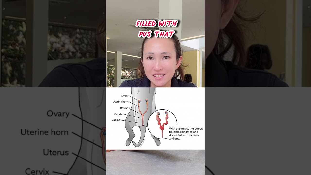 No.1 Female Dog Killer - Pyometra! What is it?😱 #dogtips #neuterdog #dogeducation