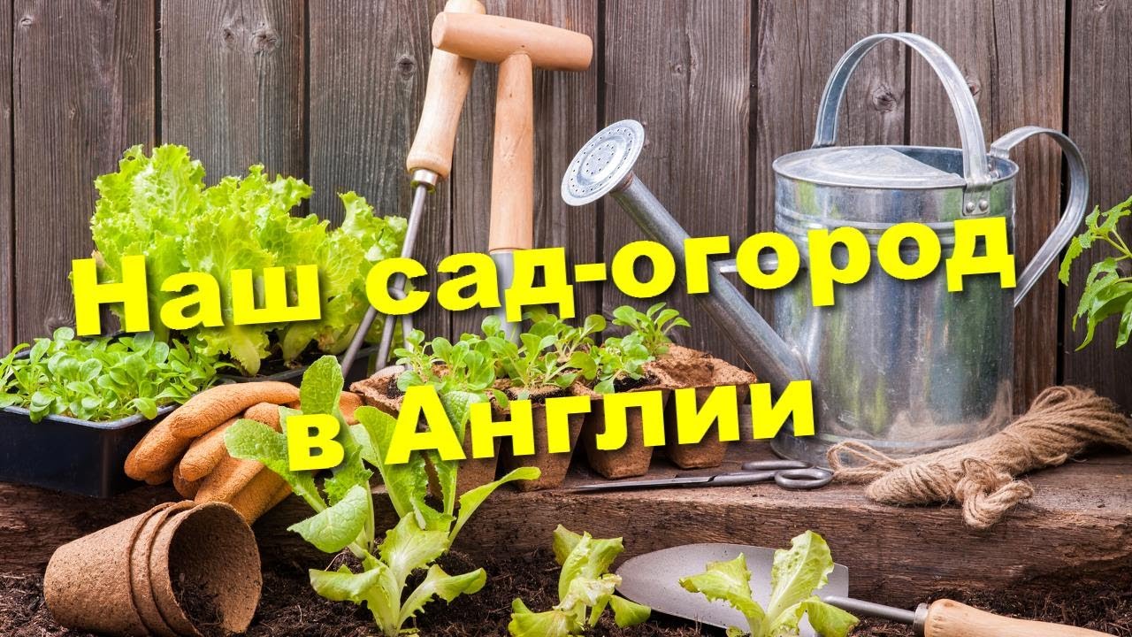 Наш сад. Что сажаем, что выросло и про английские огороды.