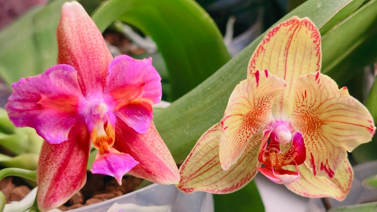 Орхидейные новости в феврале 2026 🧚