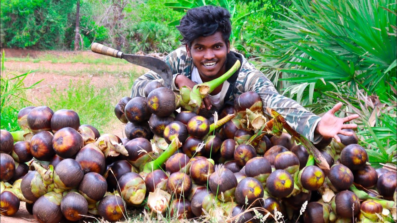 Palm Fruit Sarbath Making | Palm Hunting My Village ...