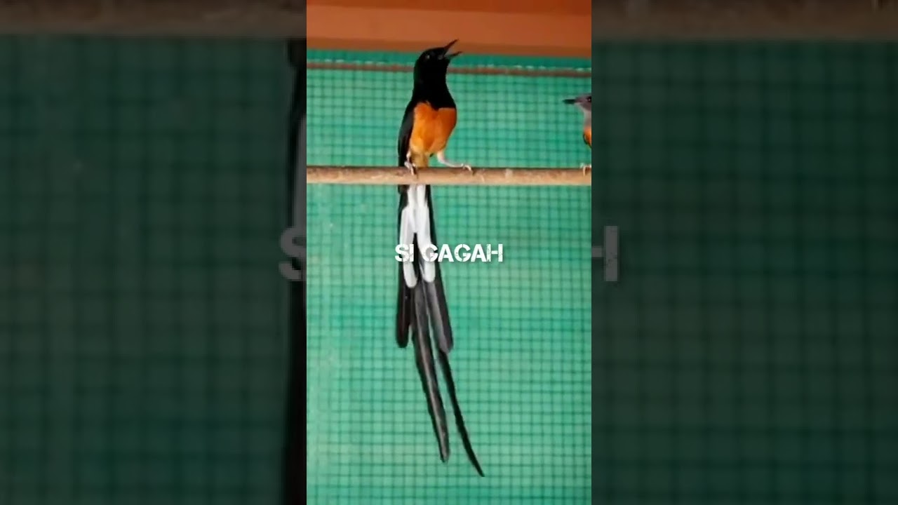 MURAI BATU EKOR PANJANG - SI GAGAH 