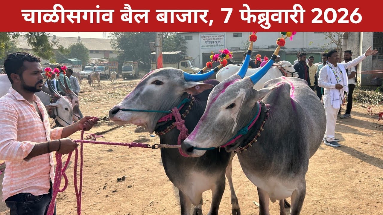 🛑Live चाळीसगांव बैल बाजार 😍 7 फेब्रुवारी 2026, छोटू शेठ यांची दावण 😱 Chalisgaon bail bazar #बैलखरेदी
