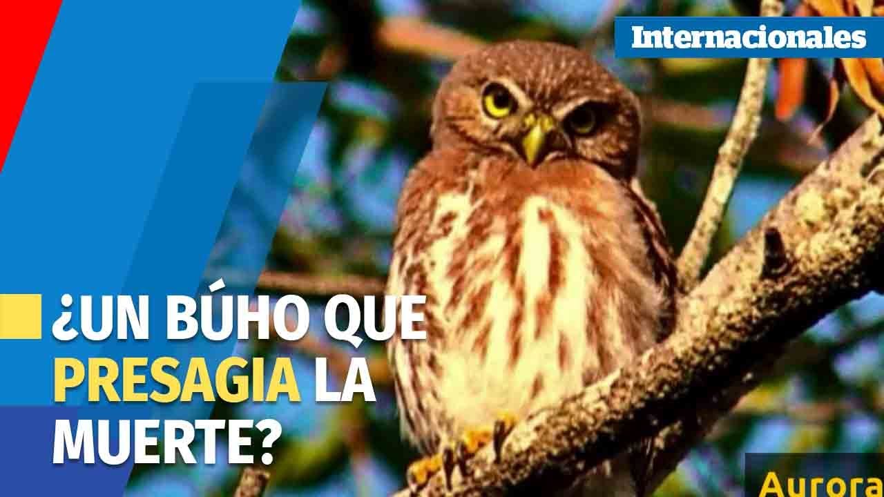 Pajareando | ¿Un búho que presagia la muerte?