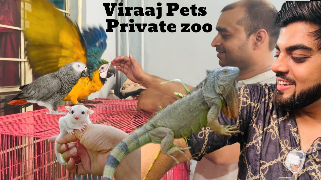 Viraaj Pets Private Zoo |  Iguana | Sugar Gliders | Macaw In Best Price | African Grey Parrot.
