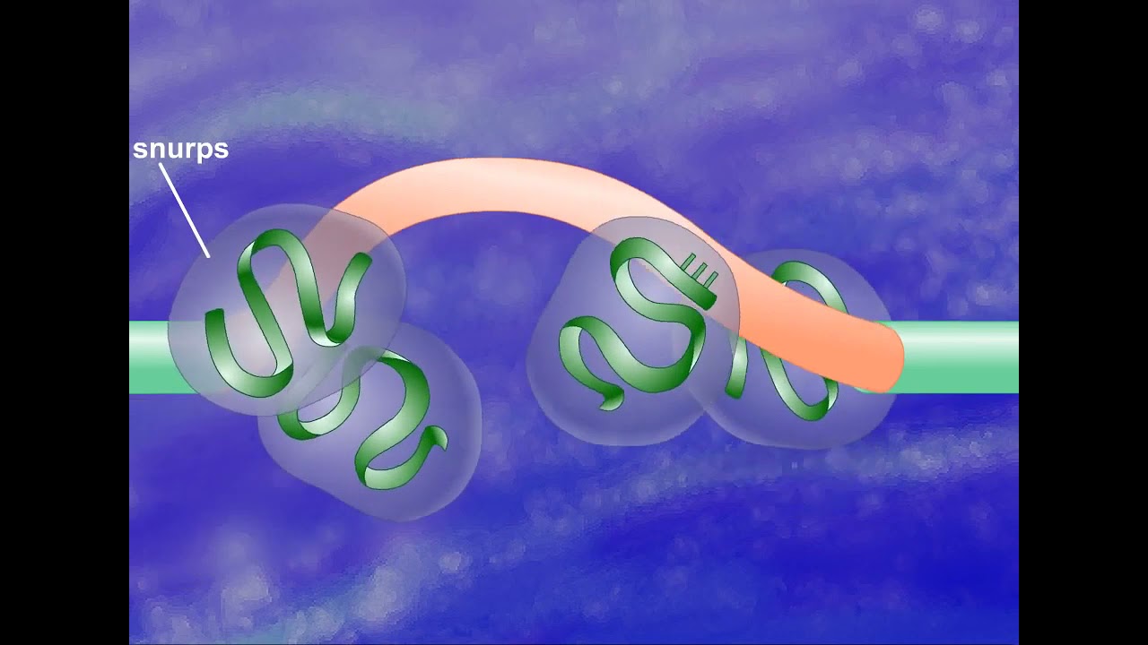 Exon Shuffling HD Animation