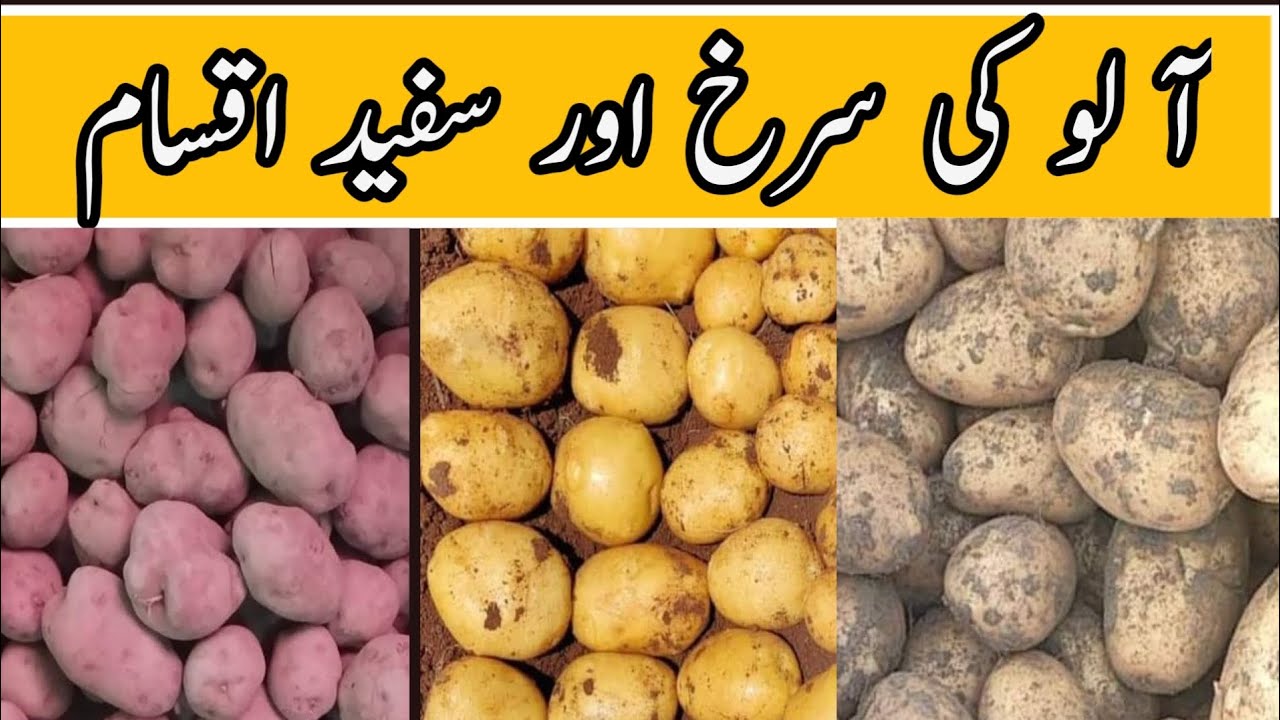 Potato red and white varieties | Aaloo ki iqsam | آ لو کی اقسام