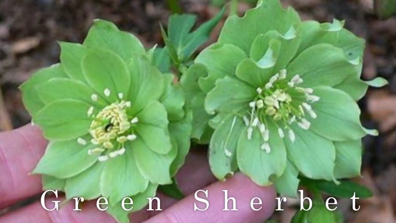 Winter Blooming Plants/Hellebores