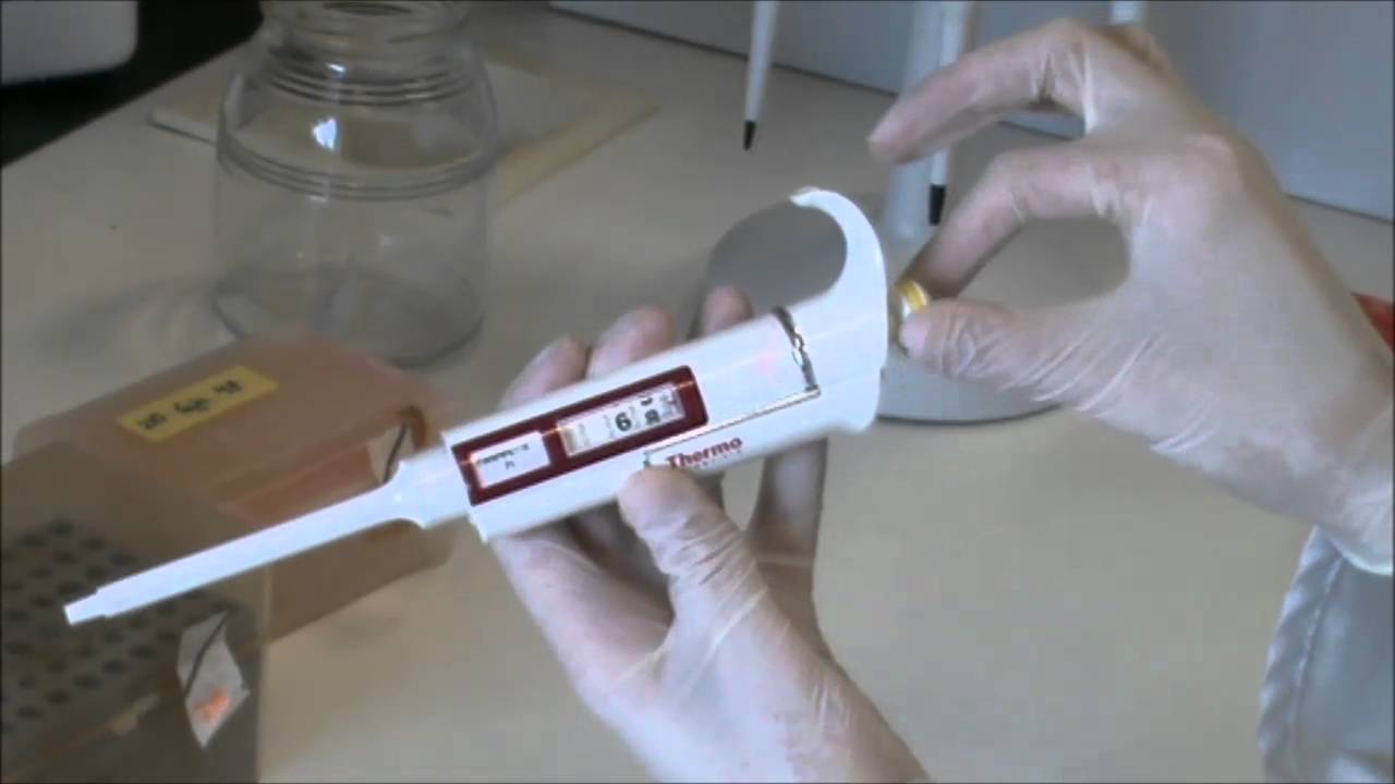Técnicas básicas de Microbiología: Manejo básico de  una micropipeta