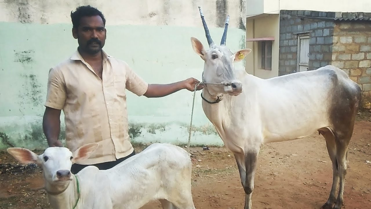 Very excellent Hallikar cow and calf of Mr.Nagaraj in Manganahalli village,Blr North