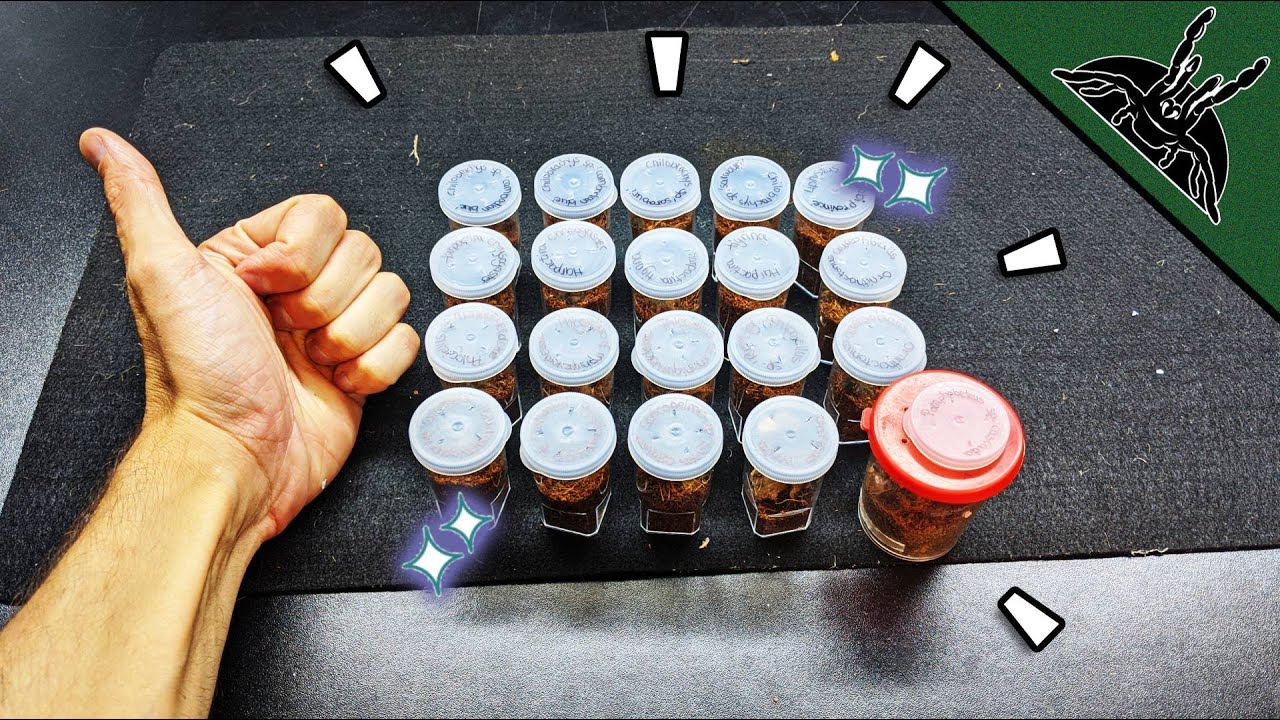 UNBOXING 20 CREEPY CRAWLERS