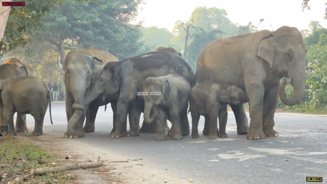 10 February 2026 #assam #animals 
