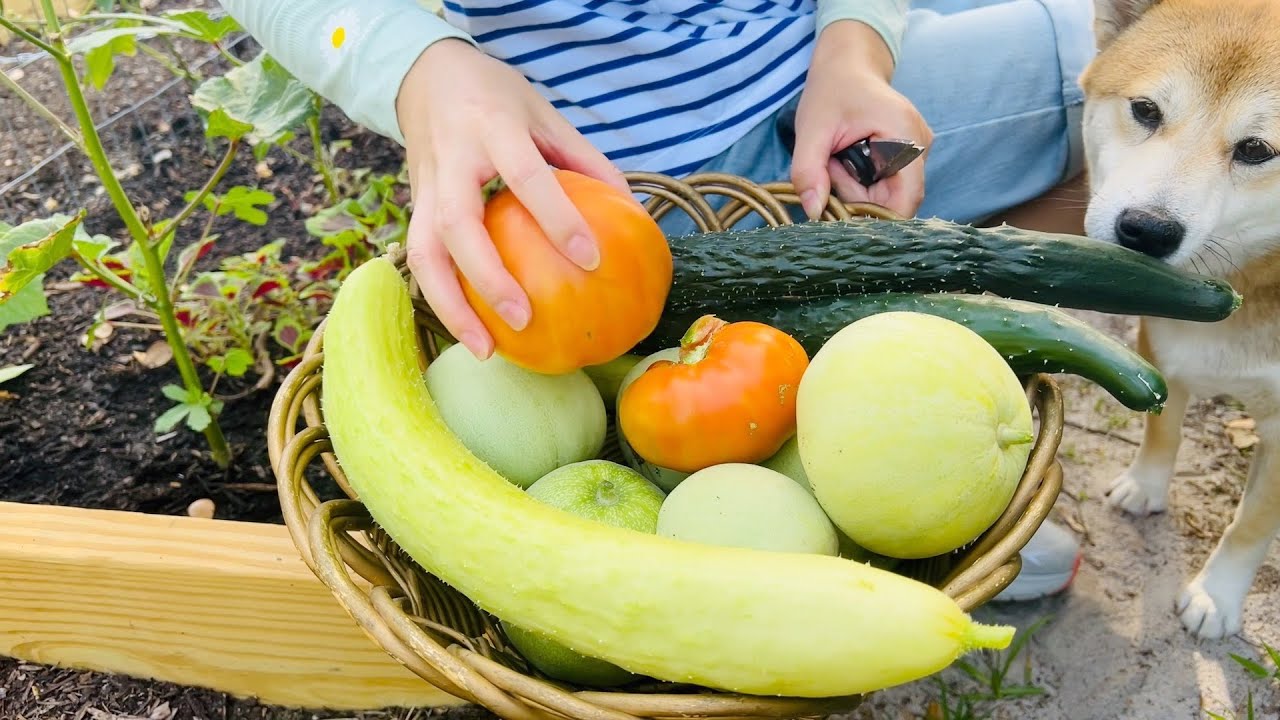 94 Let’s take a look at the veggie garden in May