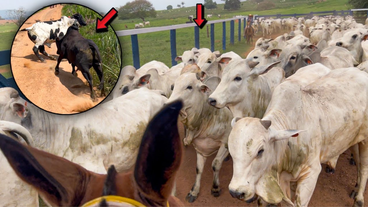 PASSANDO A BOIADA NA BALAN&Ccedil;A!! NA LIDA DO BOI  🥩 ⚖️ 🐂