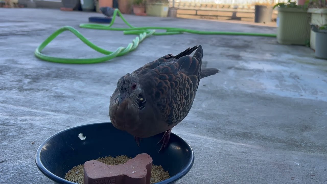 11月23日　朝のキジバトさん♂♀