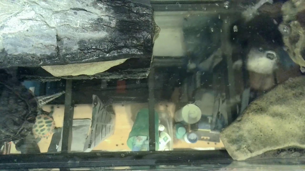 Elosway the Turtle #Turtle #TurtleCam #redearedsliderturtle