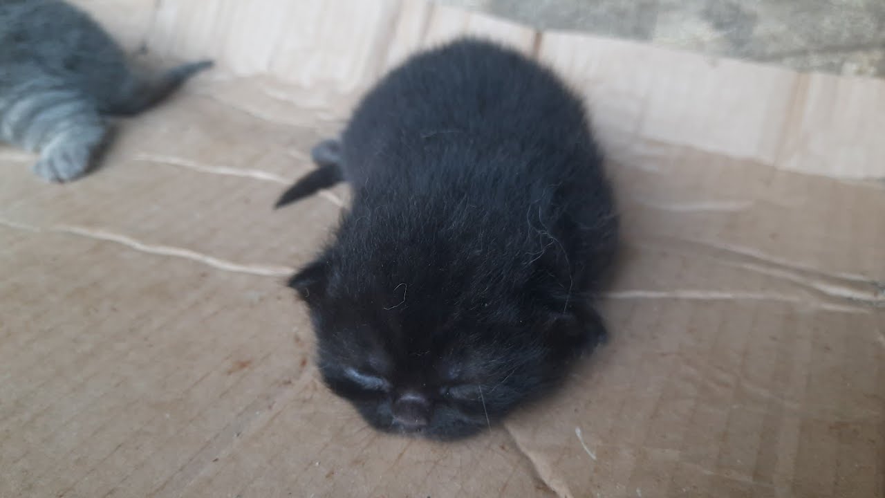 ANAK KUCING  MEONG EMPAT EKOR ANAK KUCING 19 HARI WARNA HITAM CEMANI