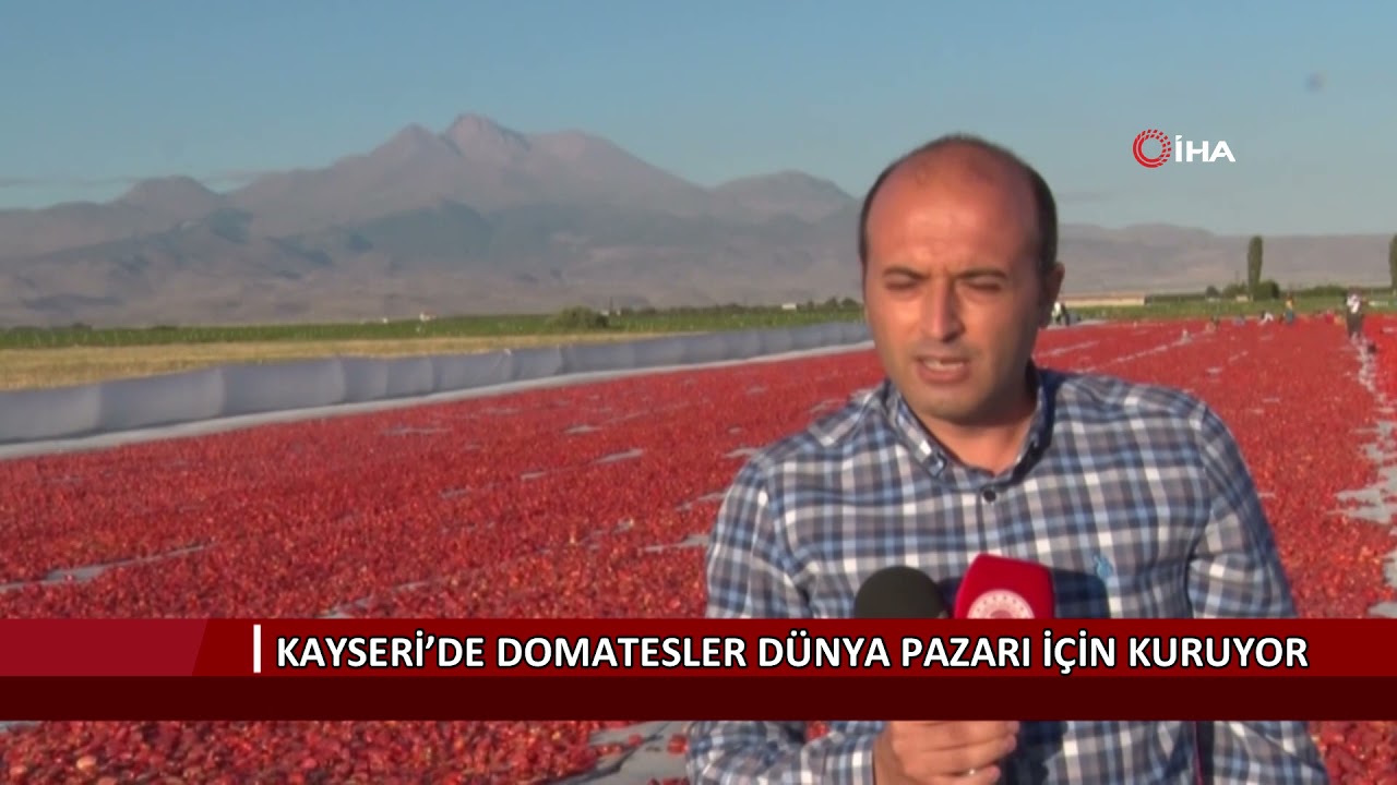 Kayseri’de domatesler dünya pazarı için kuruyor