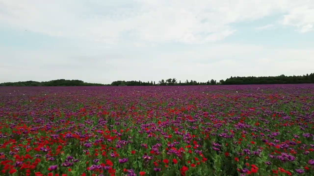 Onamga | Donolar Xazinasidan | Surayyo Khamraeva