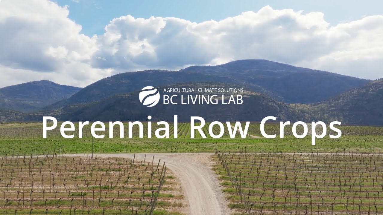 Area of Focus: Perennial Row Crops | BC Living Lab