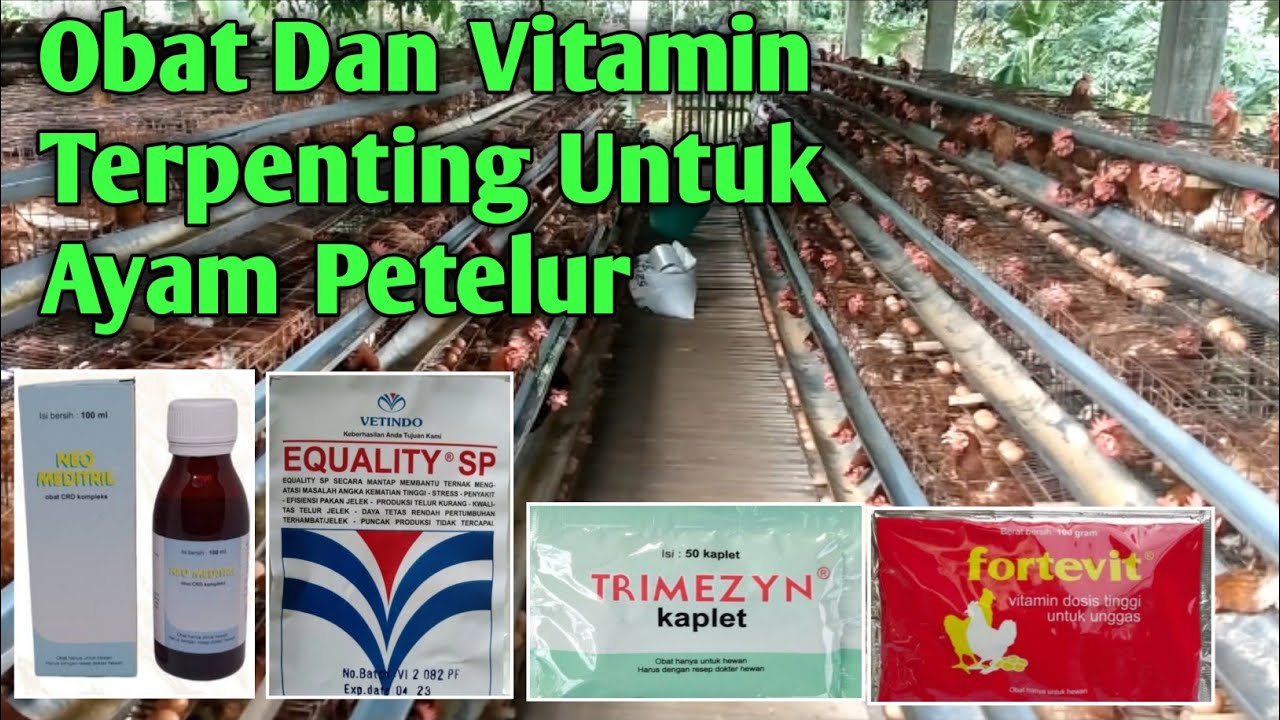 Obat Dan Vitamin Yang Sangat Penting Untuk Ayam Petelur || Harus Ada Dikandang