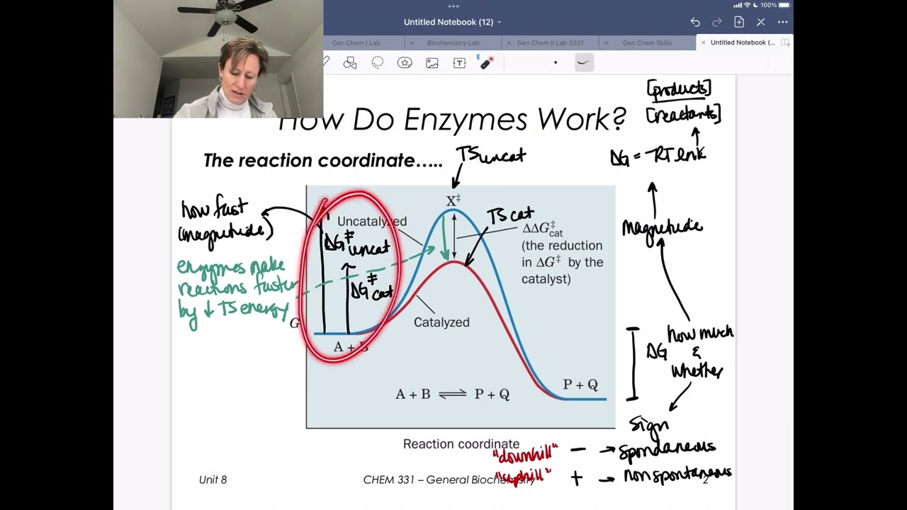How do Enzymes Work (Reaction Coordinates)