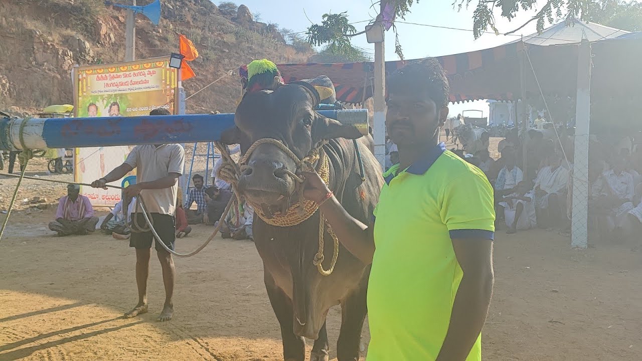 కల్లూరు న్యూ కేటగిరి విభాగంలో 8వ జత