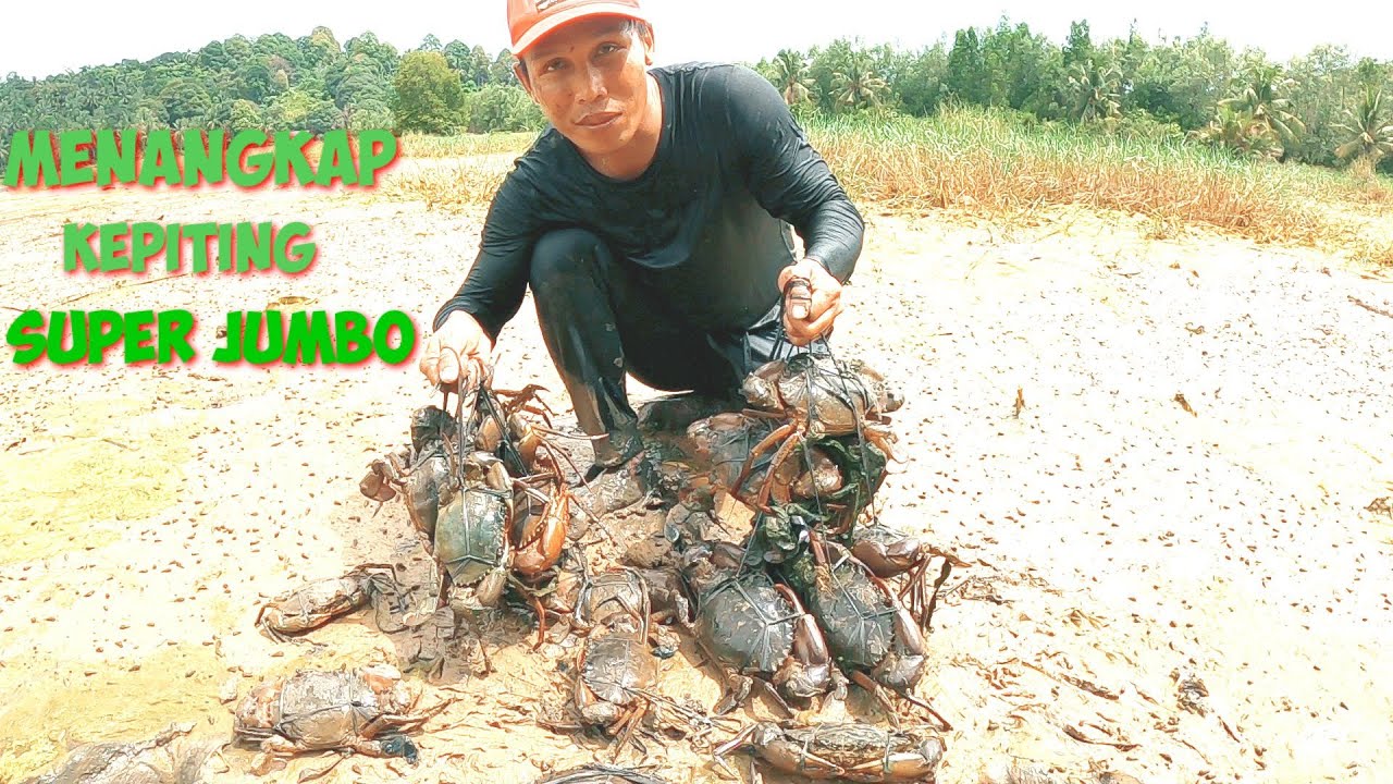 HANYA TANGAN KOSONG KEPITING SEBANYAK INI DI TANGKAP ...