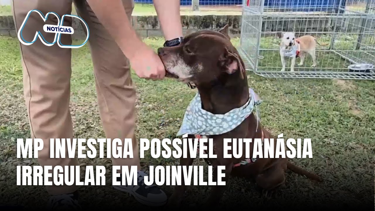 MP-SC investiga possível eutanásia irregular em centro animal de Joinville