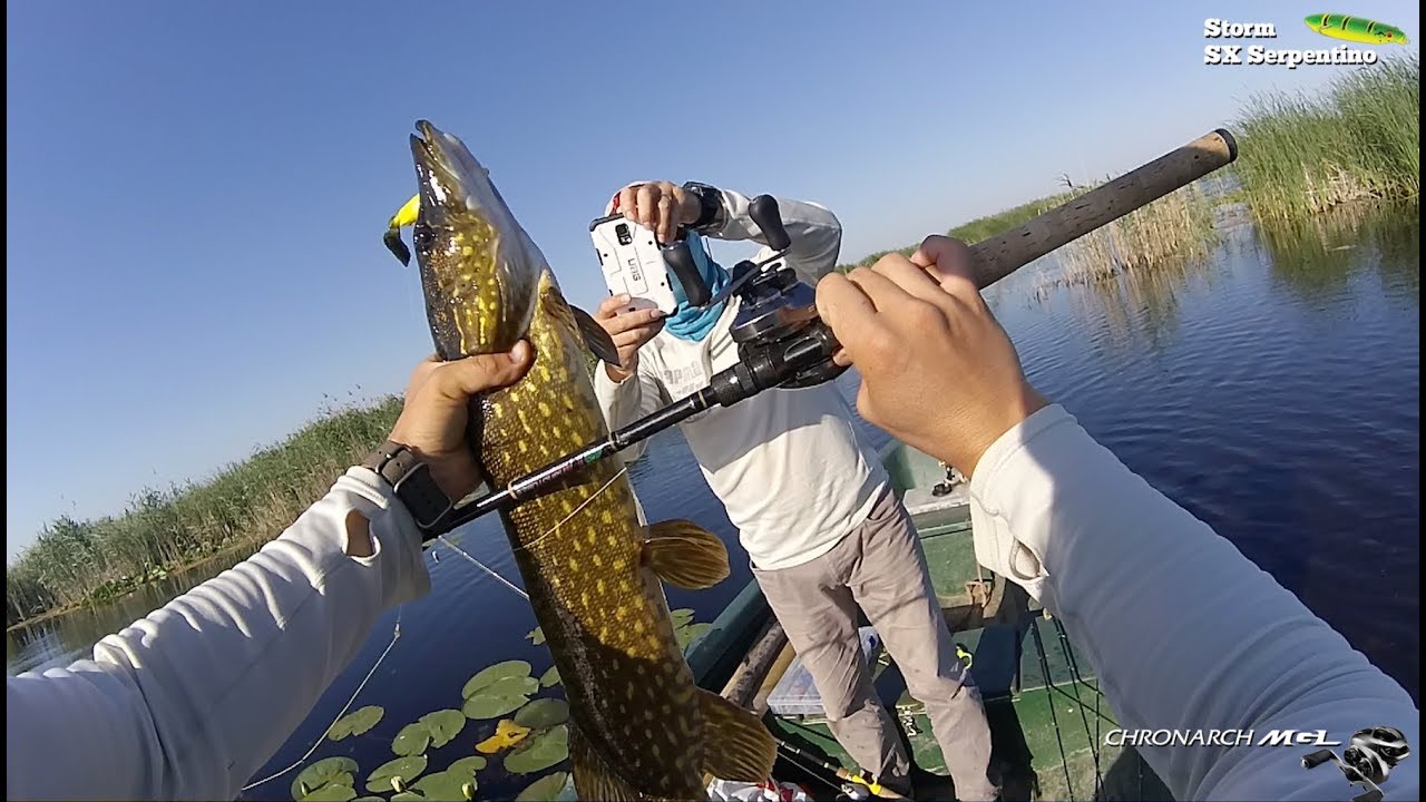 Pescuit la stiuca cu topwater la Cormoran.  Spectaculos!!!