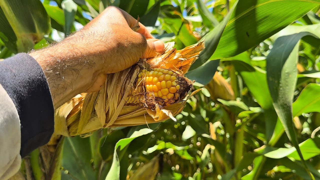 Conseguimos produzir uma silagem com muita qualidade para nossas vacas!🌾🙏🏽