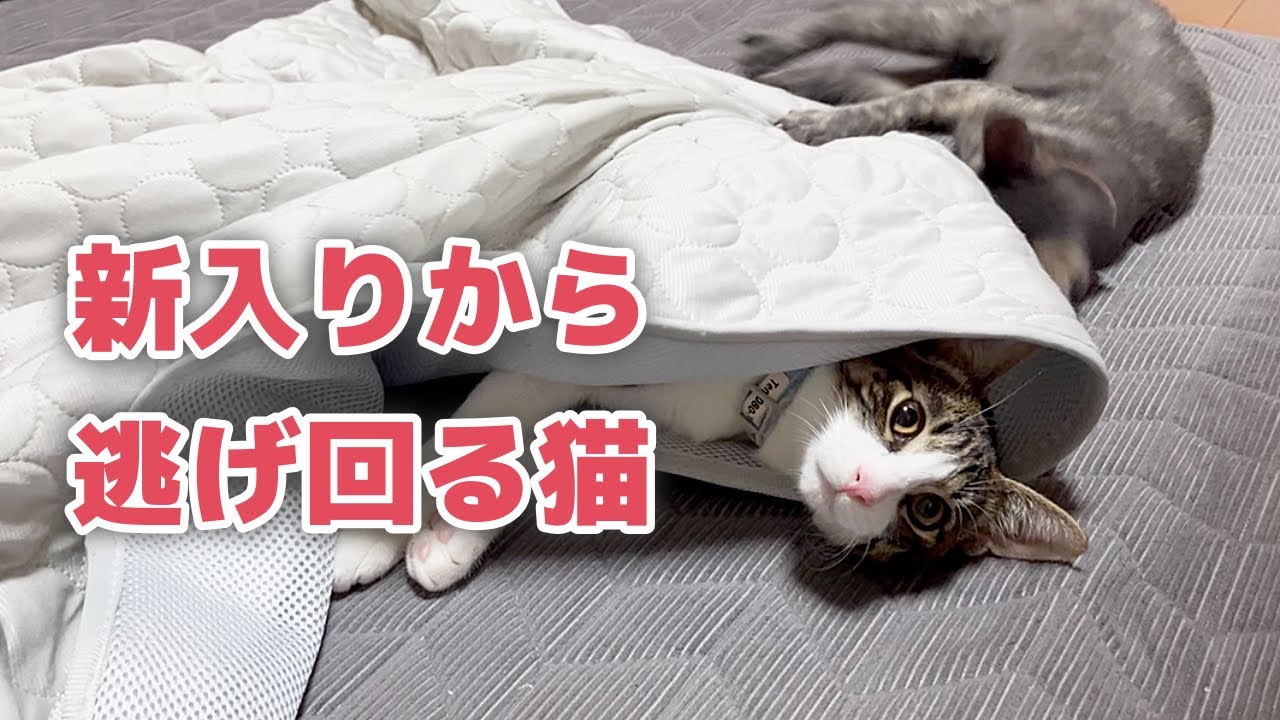 【保護仔猫】新入りの相手に疲れ、完全に気配を消す先輩猫。#ねこ #ネコ #猫 #猫のいる暮らし #猫動画 #子猫 #成長記録 #成長 #ペット #動物 #pets #petlover 