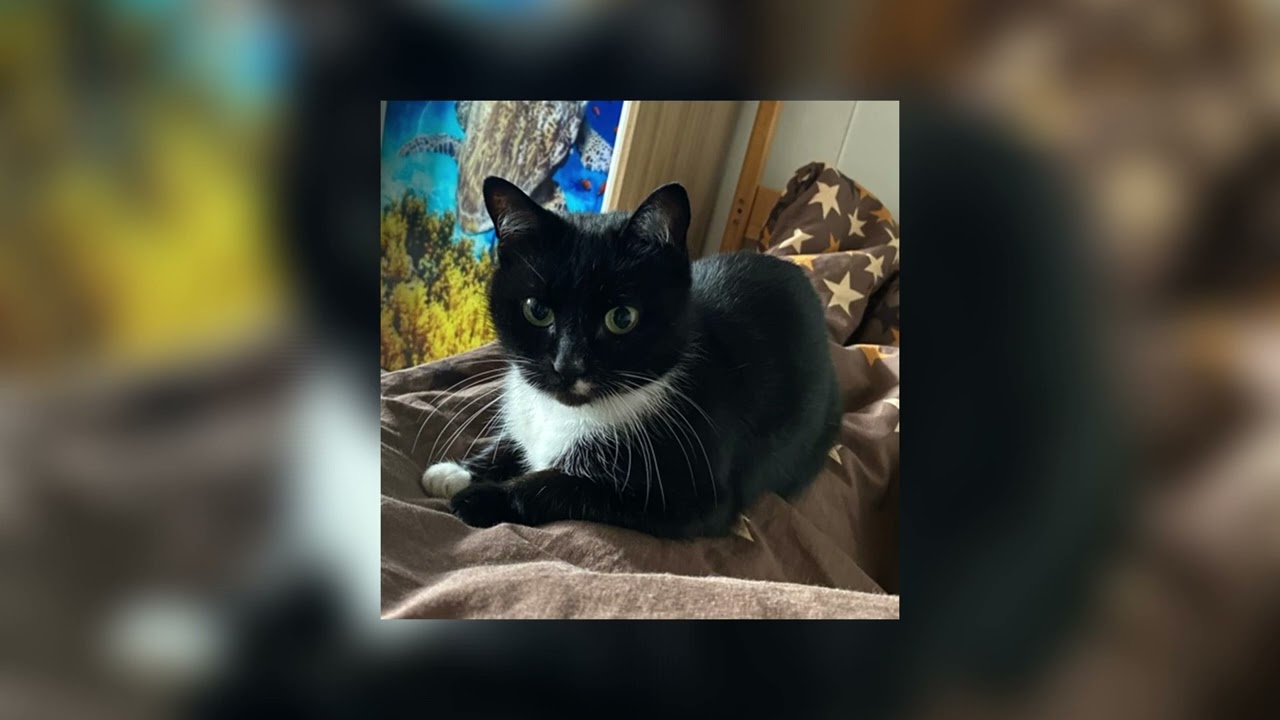 ГРУСНИЙ РЕП ПРО КОТИКА С ПОМОЙКИ