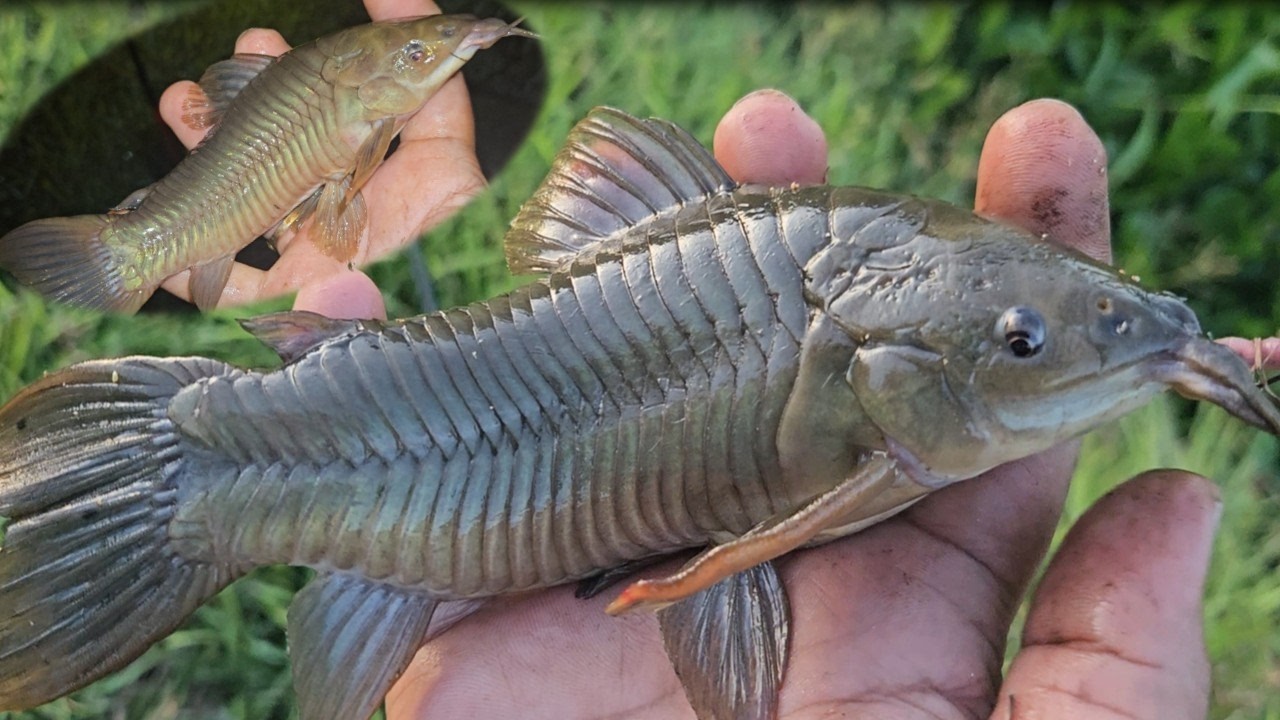Kwie Kwie Fishing in my Backyard Swamp (Hassa - Cascadura)