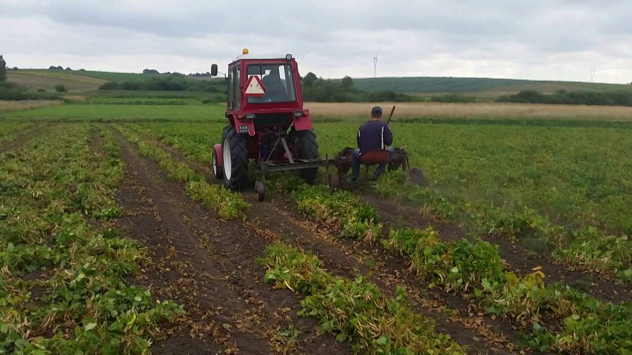 Ścinanie fasoli t25  2016