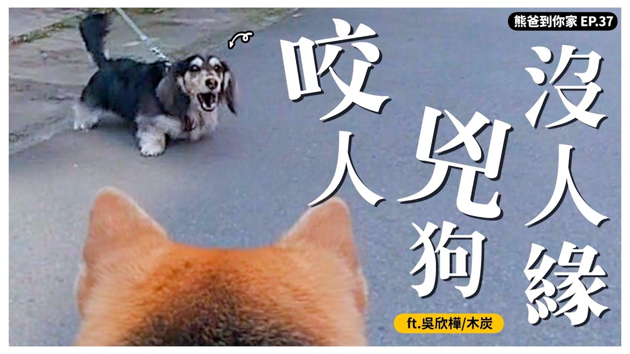 一年前咬鄰居，見人見狗就兇？熊爸卻隨手就抱，原因是...ft.吳欣樺【熊爸到你家EP.37】｜熊爸估狗