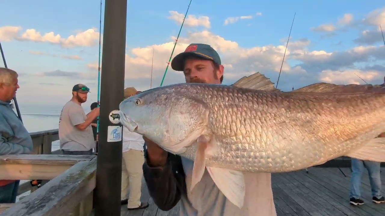 Big Bull Red Drums..One After Another.. Avon Pier Cape Hatteras.....!!!