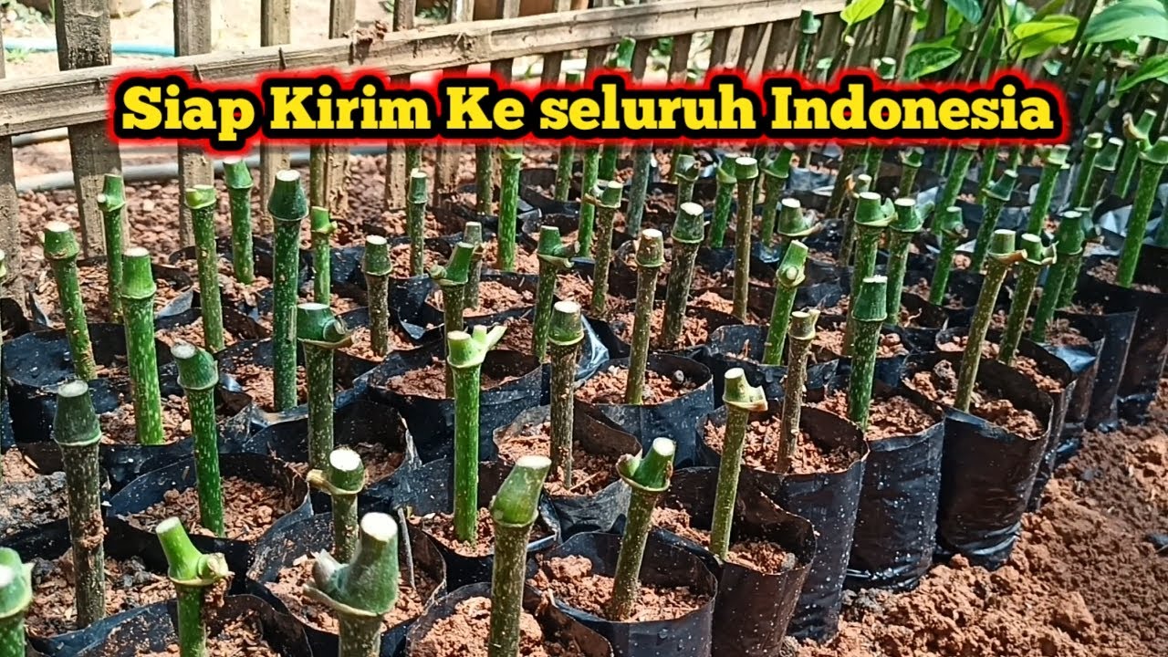 Entres MELADA, Siap kirim ke seluruh Indonesia 100% Amanah