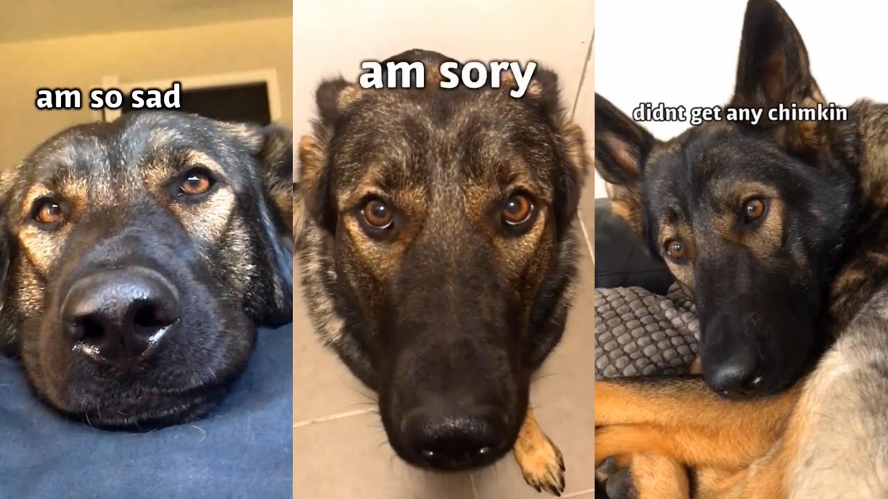 German Shepherds Have BIG Personality