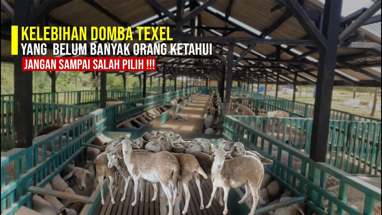 WAJIB TONTON !!! Pemula Harus Tau Keunggulan Domba Texel | Dengan Domba Lokal