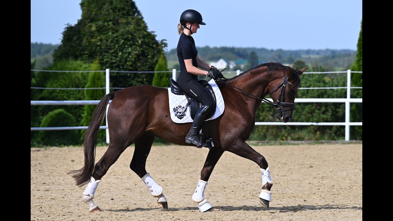 Quentin-gelding, Hann, dark chestnut, born 2020- dressage 2025