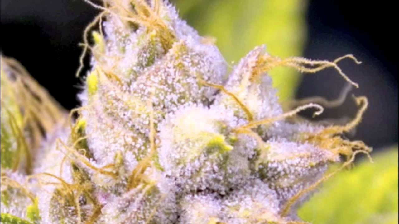 BARE - KUSH LOVERS FEAT. CALY