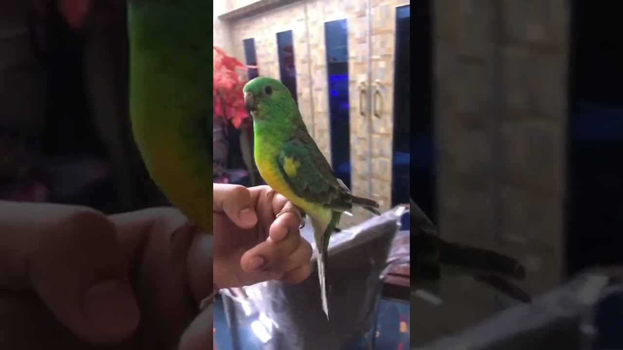 Red rump parrot | Tamed parrot | wild red rump parrot |
