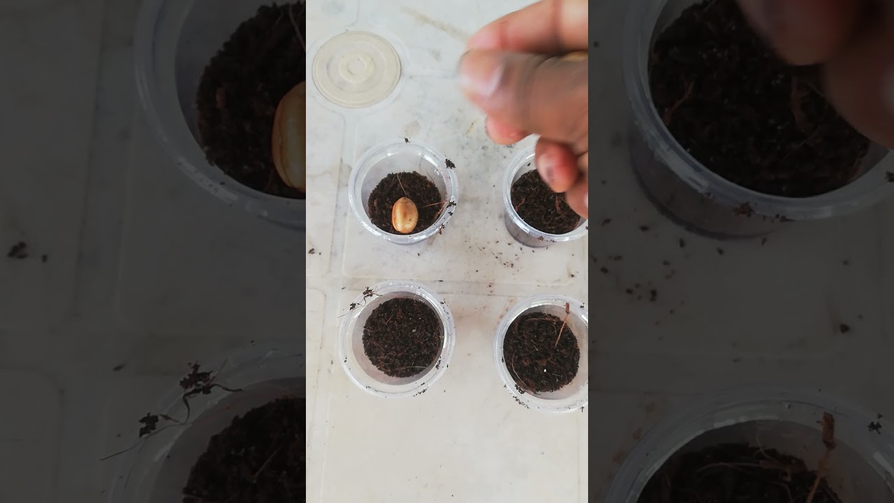 How to grow Ashoka tree (Polyalthia longifolia pendula) from seeds
