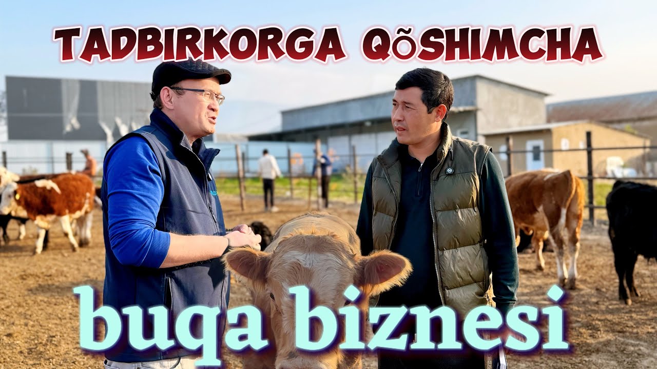 Yangi biznes, buqa boqish oson bo‘lib qoldi. buqa boqish 