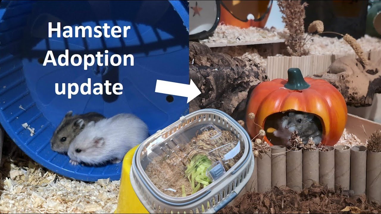 Hamster Adoption Update, first day, name 🥰